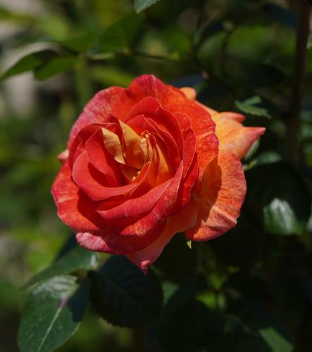 DSC09112.JPG