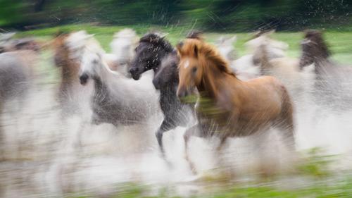 Running Horses.jpg