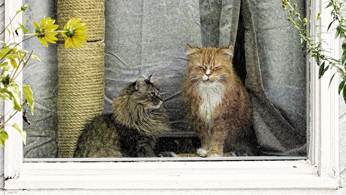 In the window Version 4 .jpg