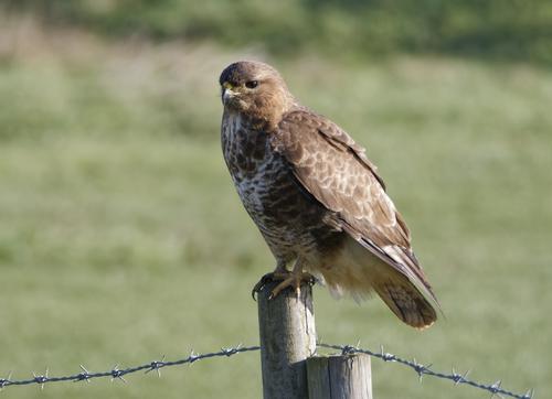 Buzzard on post.jpg