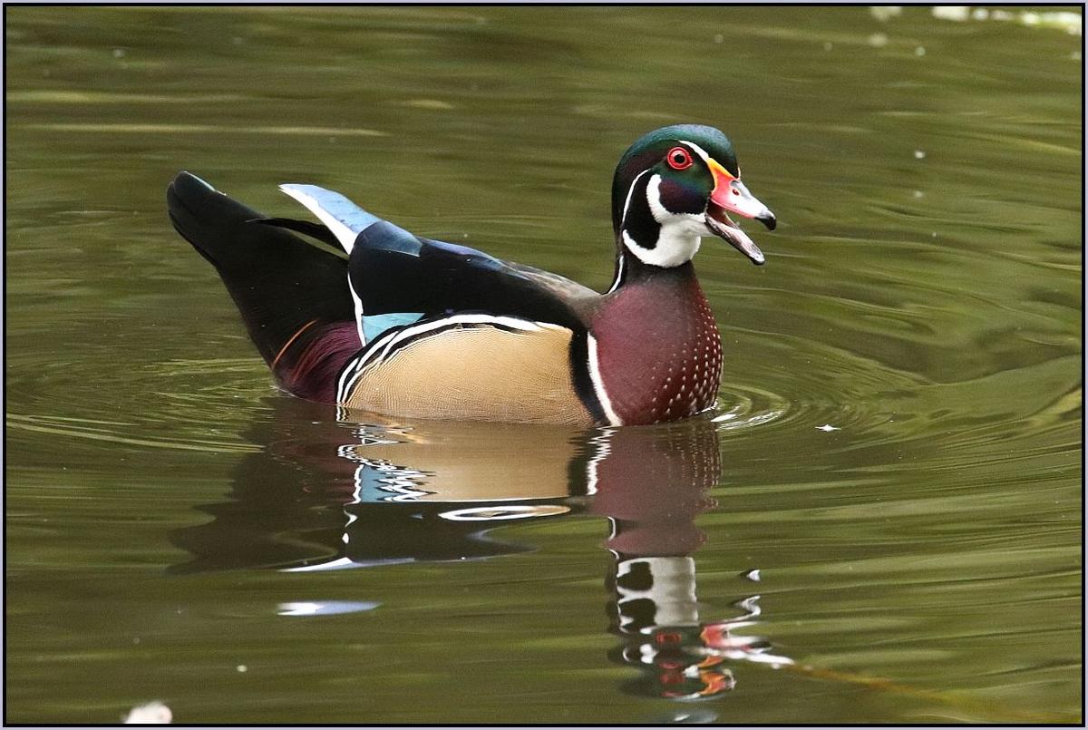 ResizedDPRMaleWoodDuck.jpg