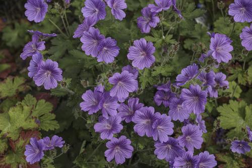 DP3M0583_a4_p3-sharpen-Softness_p3.jpg