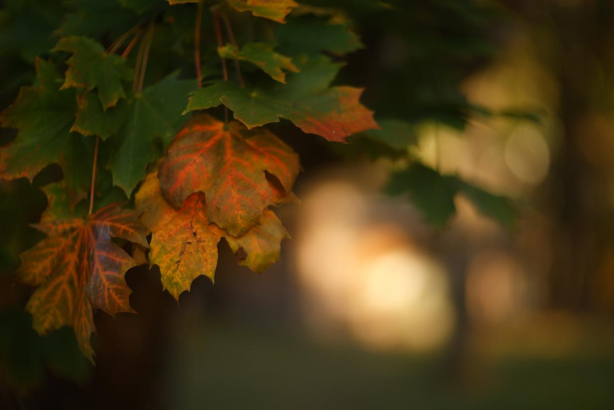 Prokinar_80mm_088 Kopie.jpg