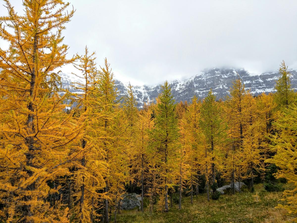 2016-09-17__-__Fall_Colours,_Banff,_AB.jpg