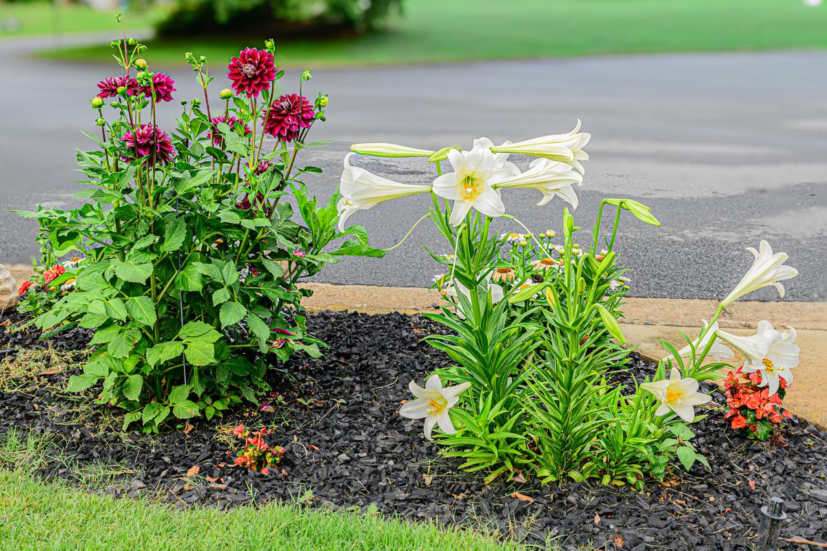 Flower bed-3.jpg