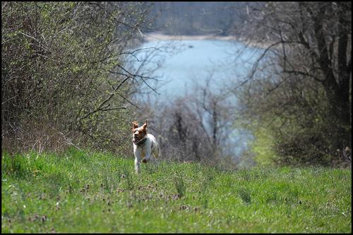 4-1-23 - Bliss running up the mountain by the lake.jpg