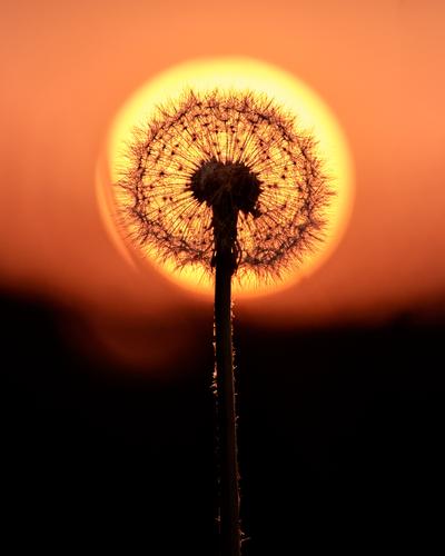 Dandelions_003_230513 - Ballerup Rie.jpg