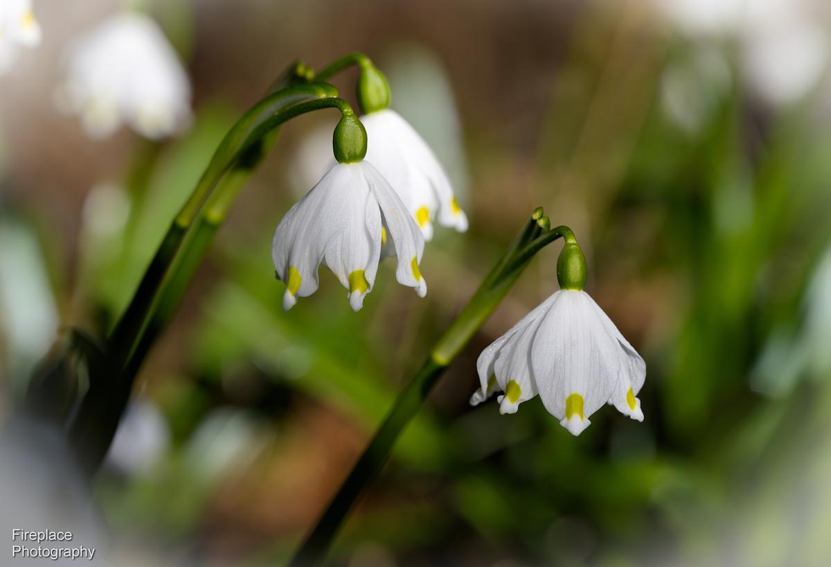 DSC_2662 smaller.JPG