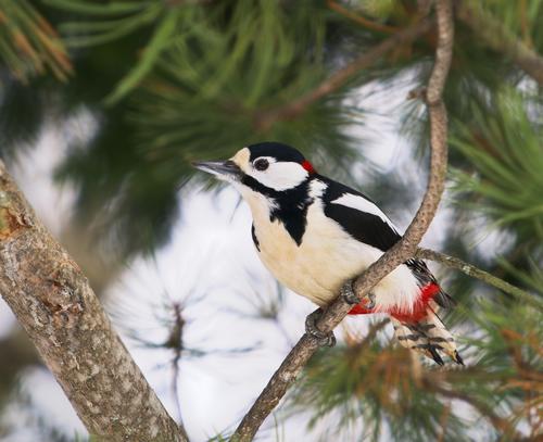 _4040662 Great spotted woodpecker (Dendrocopos major).jpg