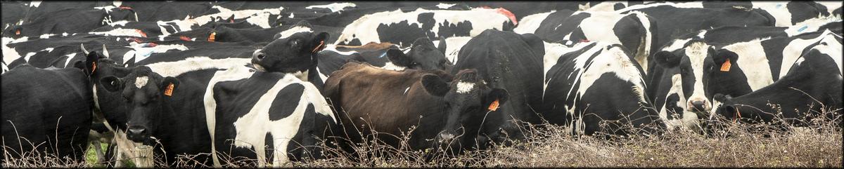 Cows.jpg