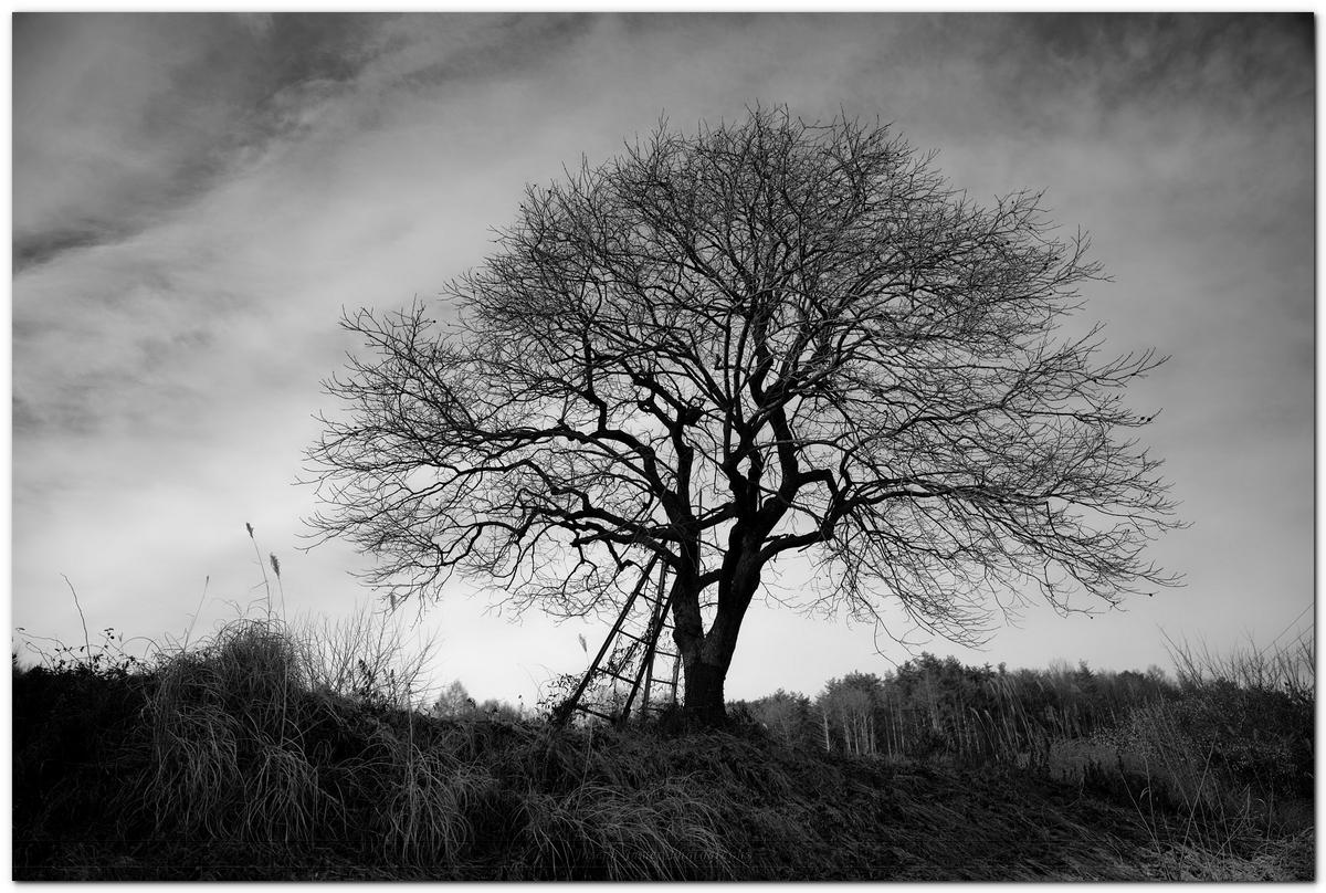 backlit tree.jpg