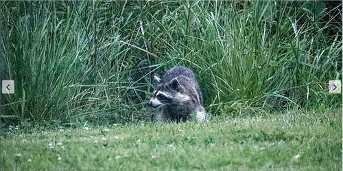 raccoon_DxO-SharpenAI-Focus.jpg