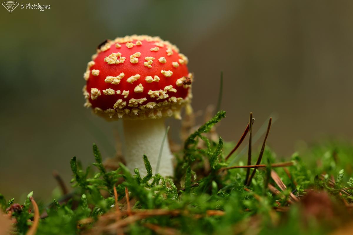 62A_6091.jpg