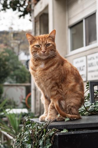 Street Cats of Istanbul