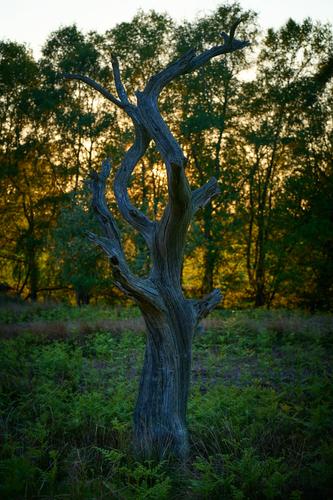 DSC_3265.jpg