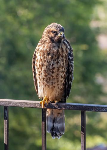 Hawk on Fence Railing.jpg