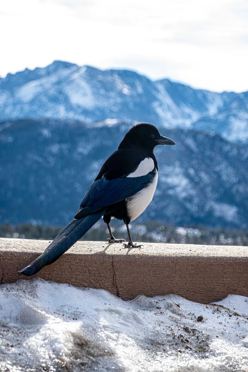 Magpie Rocky Mtn Park  Lo (1 of 1).jpg