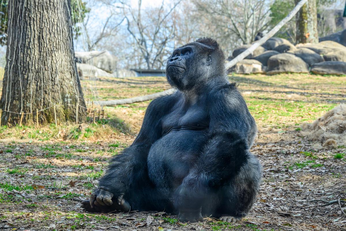 Atlanta Zoo 20260219 - 83.jpg