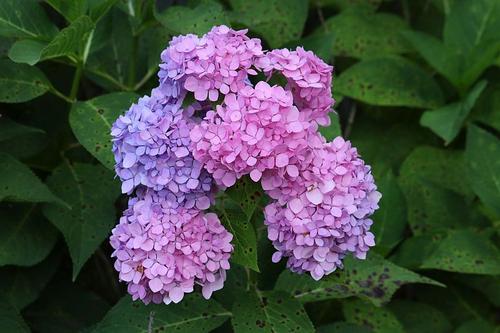 hydrangea.jpg