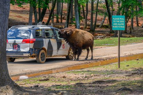 Safari Park 230430 - 48.jpg
