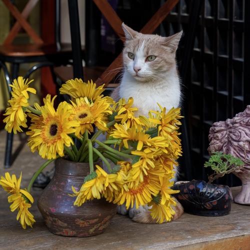 Street Cats of Istanbul