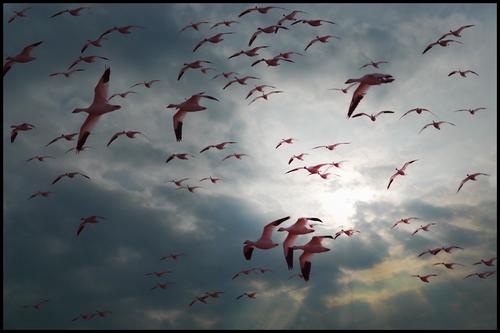 2-19-23 - Late day snow geese - 6.jpg