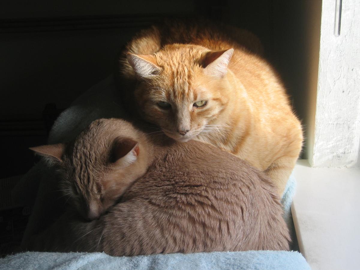 Amos and Otis.JPG