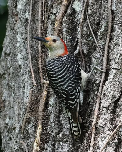 3 Adult Red Breasted Woodpecker.jpg