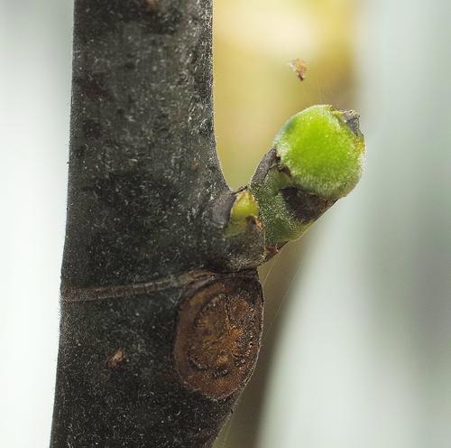 first fig 160301.jpg