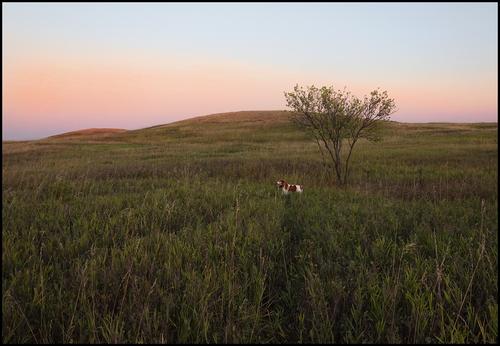 9-4-22 - Joy by lone tree in the early morning.jpg