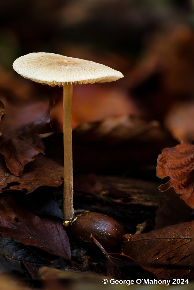 Fungi 2024 (7).jpg