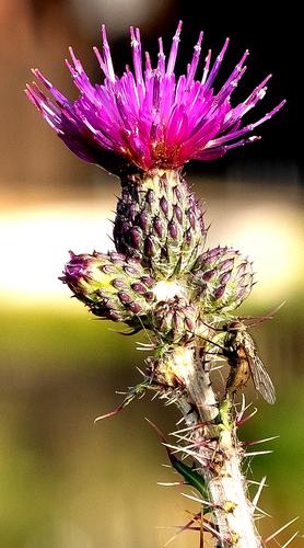 cactus closeup.jpg