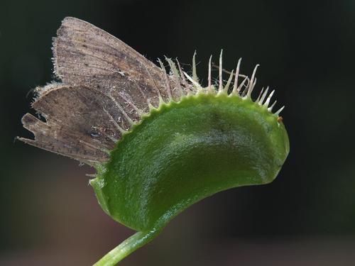 IMGP6974mothinflytrap.jpg