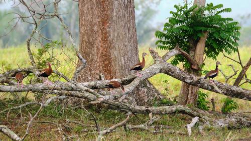 Black-bellied Whistling Duck.jpg