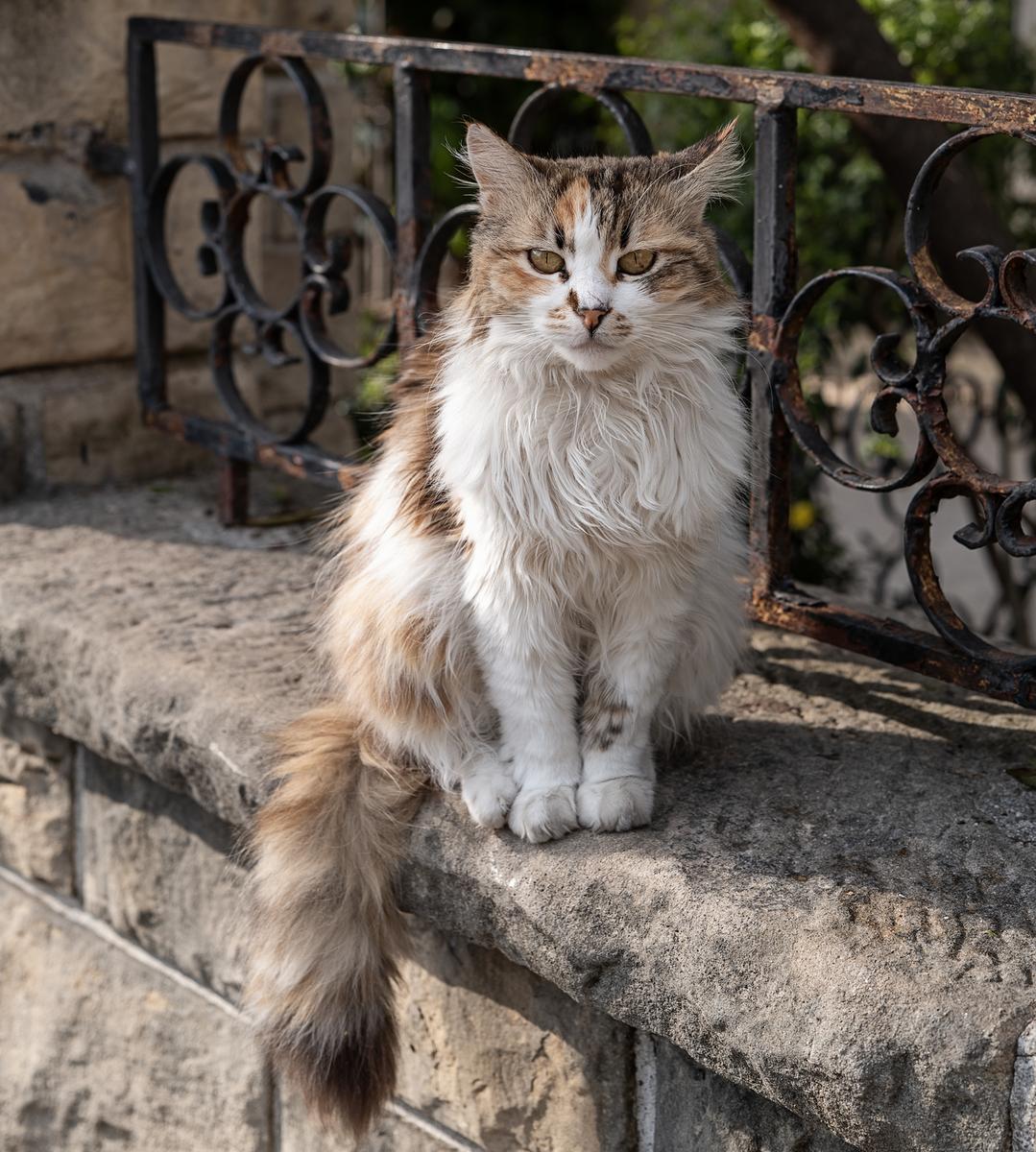 Street Cat of Istanbul