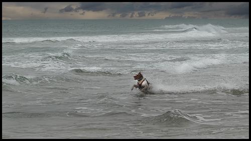 5-22-23 - Biss chasing a bird through the surf.jpg