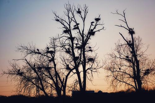 Great Blue Herons Nesting.jpg