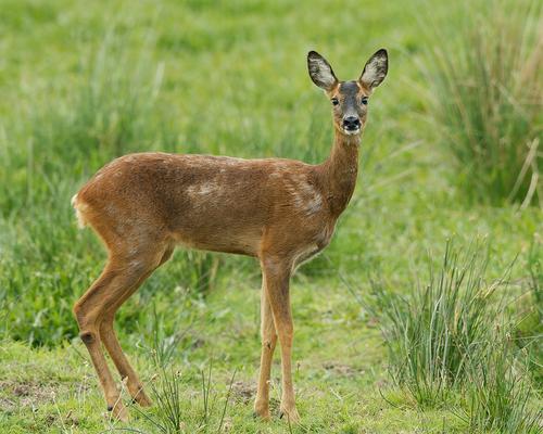 _DSC4715 Roe Deer - 5x4crop-denoise -rs1200.jpg