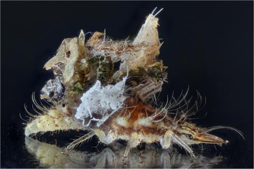 junk bug 03.jpg