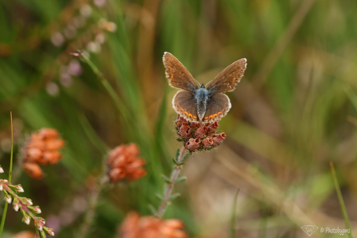 62B_4226.jpg