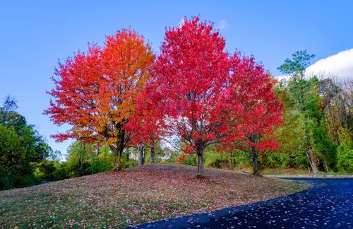 Colorful trees in sun.jpg