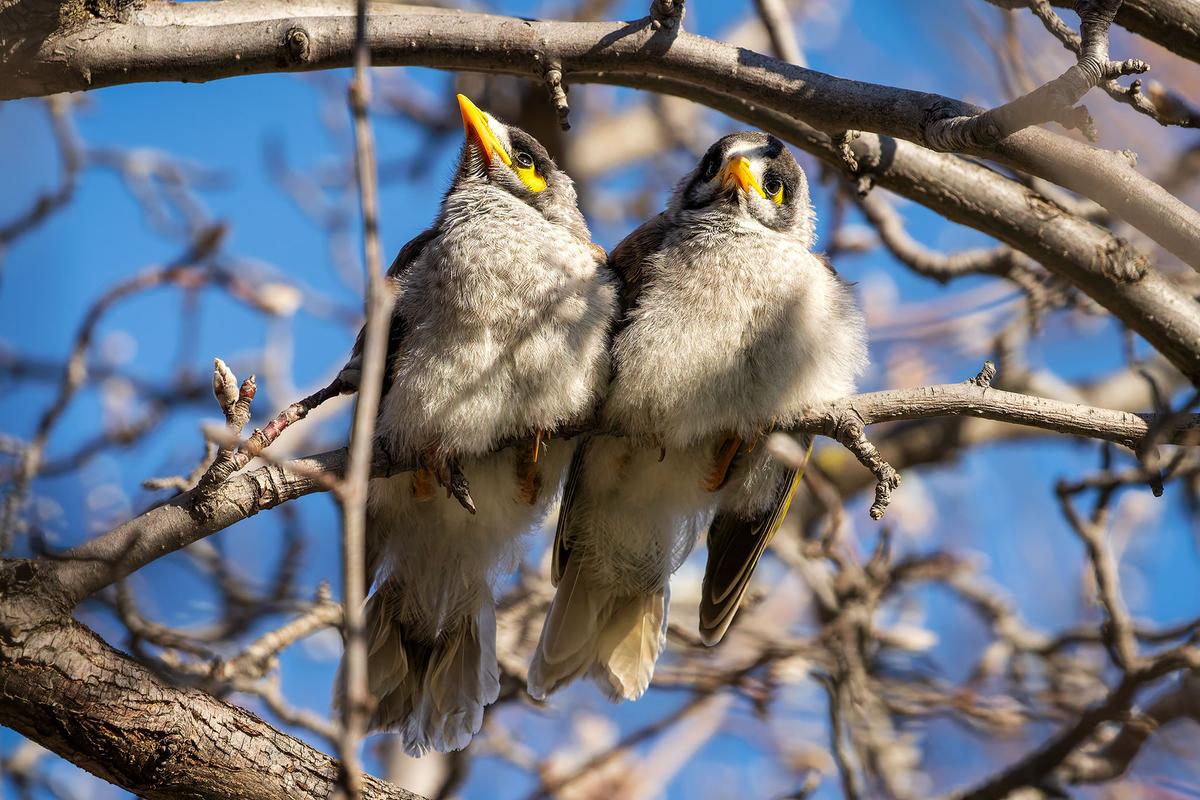 _7RV6262_Noisy_Miners_2.jpg