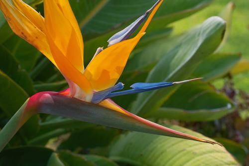 Bird of Paradise.jpg