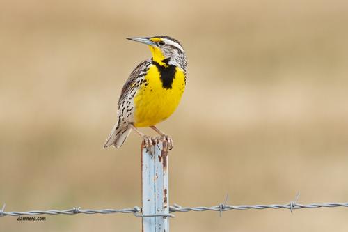 MeadowLark_DSC_1109.jpg