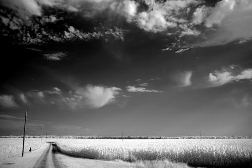 IMGP8919IR850cornfield.jpg