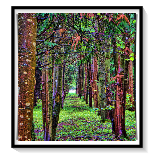 batch_DSCN1543-Trees-Ranges-Everleigh-Wiltshire-512.png