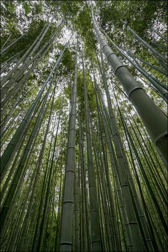 Bamboo.jpg