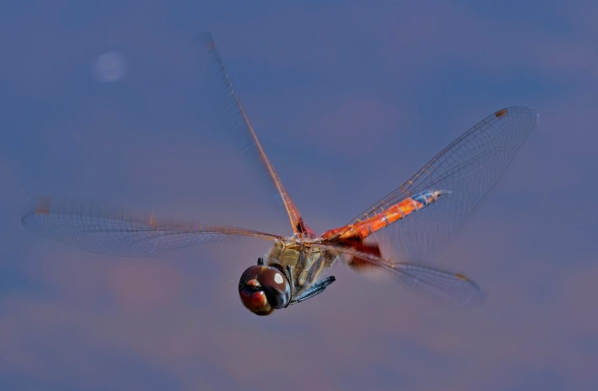 P1032282ON1a.jpg