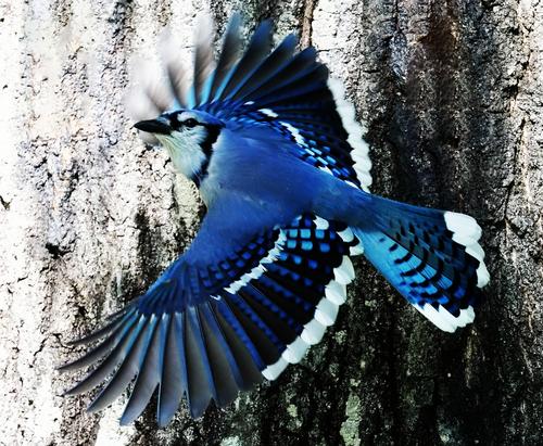 Blue Jay.jpg