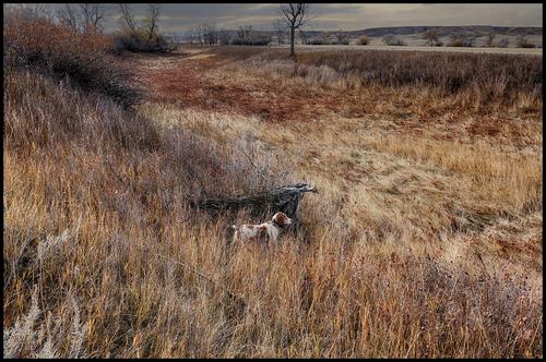 10-22-22 - Joy working pheasant cover - 1.jpg